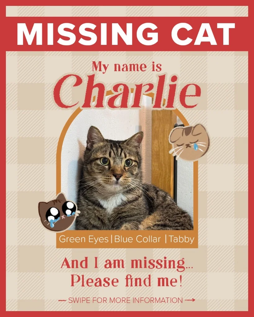 Missing Cat Charlie Emergency Notice Poster